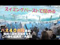 ラビーさん、ララさんでパフォーマンス、シャチパフォーマンス鴨川シーワールド「2021/07/16」(金)13:00～　３回目　２組