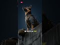 The Drop Zone: K9 HALO Jump Preparation (No Talking) #GermanShepherd #K9Unit #HALOJump #TacticalK9