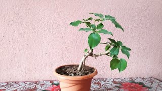 How To Start A Schefflera Plant Bonsai