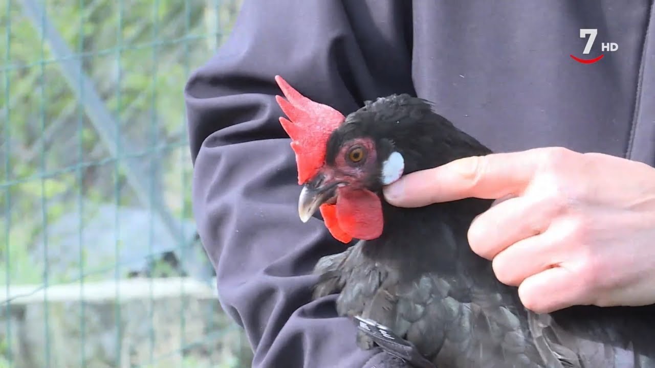 El Correvuela T1/E13: Gallina castellana y cabra de las mesetas
