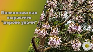 Павловния - как вырастить Дерево удачи.