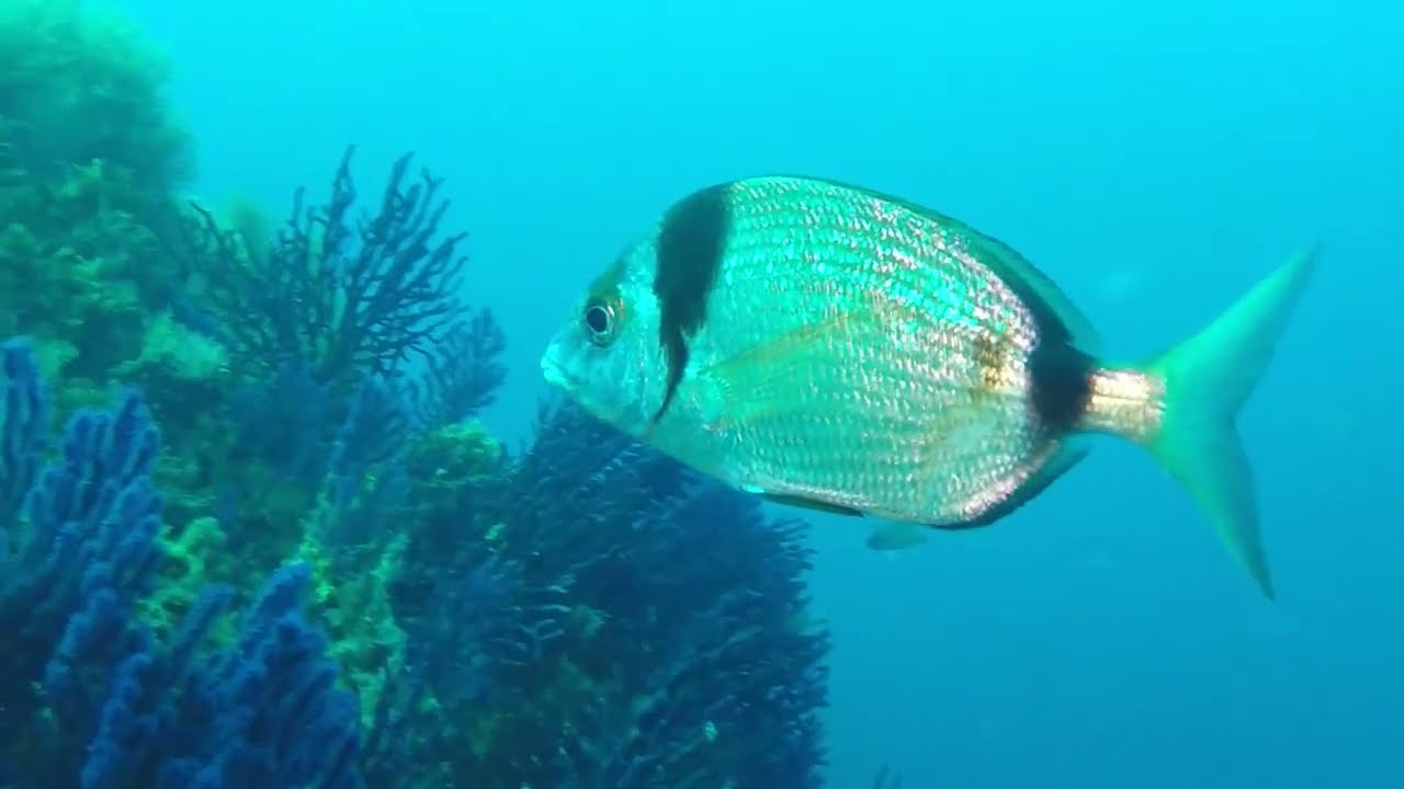 Common pandora  (Pagellus erythrinus) - near Cavalaire-sur-Mer (France) 2-5-2016