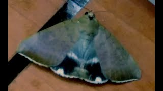 Achaea serva Moth | Insect | Wildlife Photography | पतंग