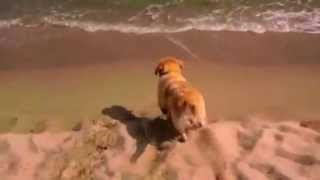 Cane Al Mare 2 Shara