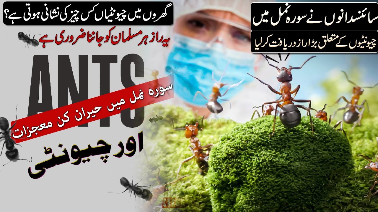 The Greatest Miracle in Surah An-Naml and Modern Science - Quran Miracle