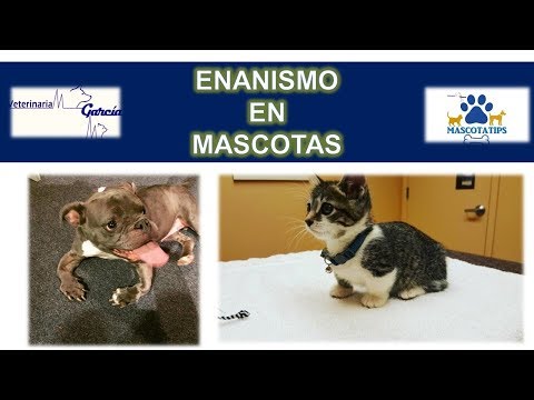 Video: Deformidad ósea Y Enanismo En Perros