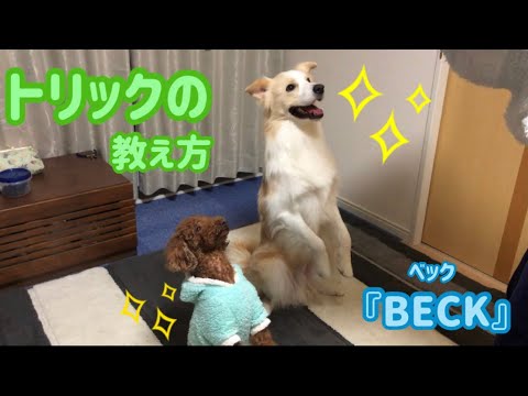 犬のしつけ ベック の教え方 Youtube