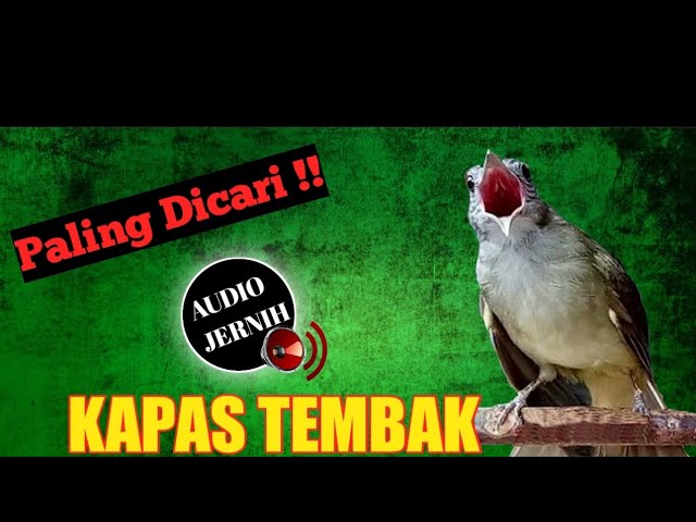 •KAPAS TEMBAK GACOR RAPAT JEDA 2 MENIT DIJAMIN ANTI ZONKKKK class=