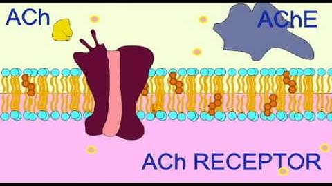 AP1: NEUROTRANSMITTERS AT SYNAPSE.avi
