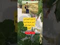 لا تزرع الشوك في أرض تمر بها فربما عدت فيها حافي القدم