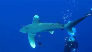 Longimanus at Elphinstone reef. Nov 24, 2017.