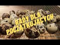 Przepiorki ABC hodowli. Rady dla początkujących - cz. 3 Quail farming, советы начинающим птицеводам