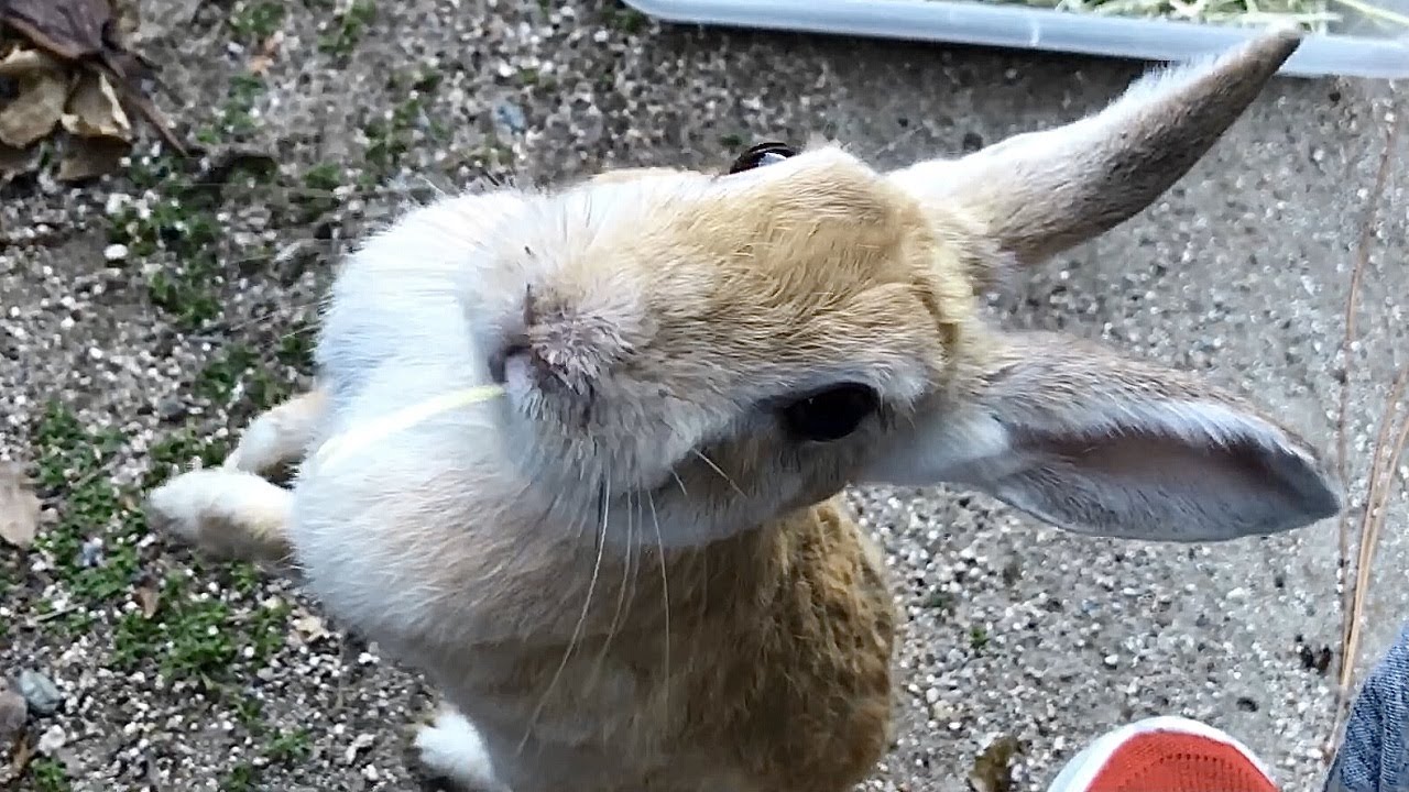 Cute rabbit demands petting