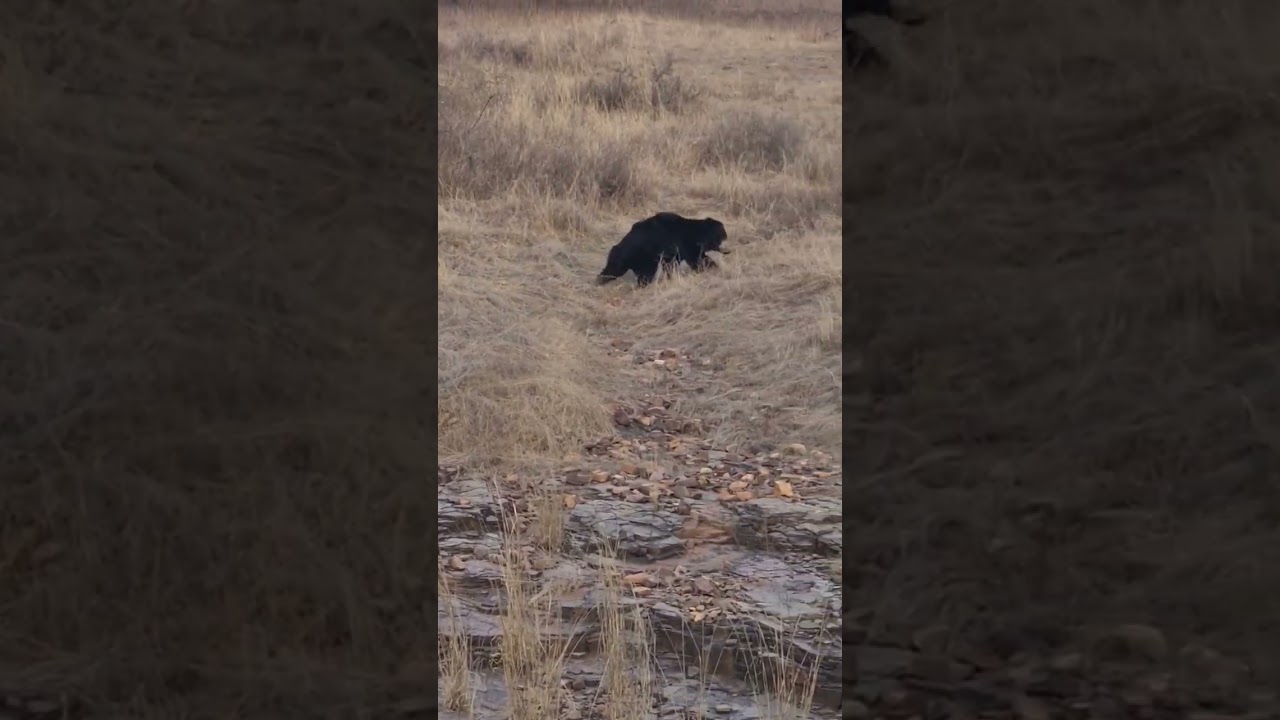 Wild bear wanted to attack-india 