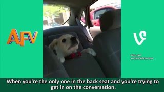 Best of AFV Animal Vines Part 2