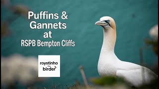Puffins & Gannets at RSPB Bempton Cliffs | UNBELIEVABLE VIEWS