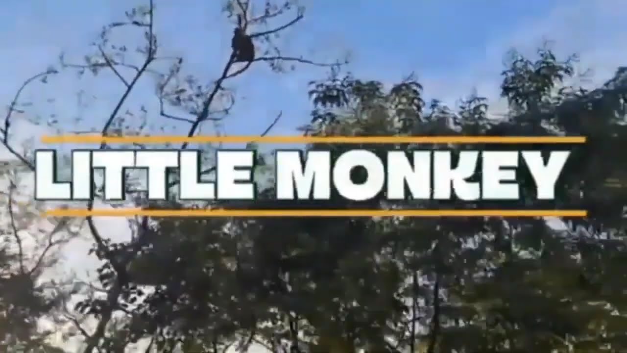 PLAYING LITTLE MONKEY IN THE TREE