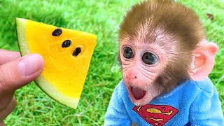 Old Macdonald Had A Farm | Nursery Rhymes & Kids Songs | Bon Bon Monkey Kids Songs & Baby Songs