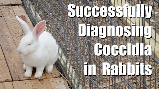 Do Your Rabbits Have Coccidiosis? | How to Know With 100% Accuracy