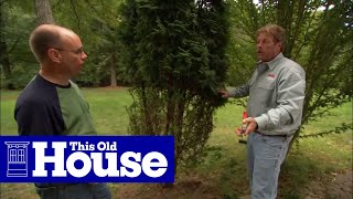 How to DeerProof Small Trees | This Old House