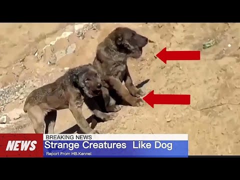 Strange Dogs like half Lion found in Iraq  Expert Final Thoughts