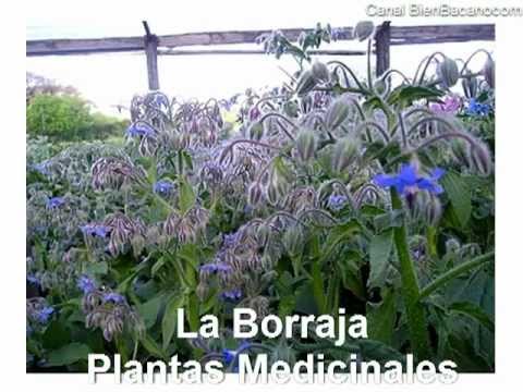 planta la borraja propiedades camera iphone 8 plus apk