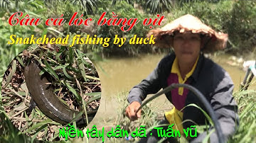 Câu cá lóc bằng vịt: snakehead fishing by duck | bầy lòng ròng đỏ con cá táp khôn quá..!