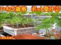 【家庭菜園】いちご栽培 ７月 子苗 『章姫・とちおとめ』 ポット受け②