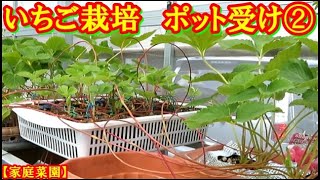 【家庭菜園】いちご栽培 ７月 子苗 『章姫・とちおとめ』 ポット受け②
