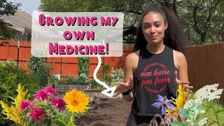 Starting a Backyard Medicinal Garden!