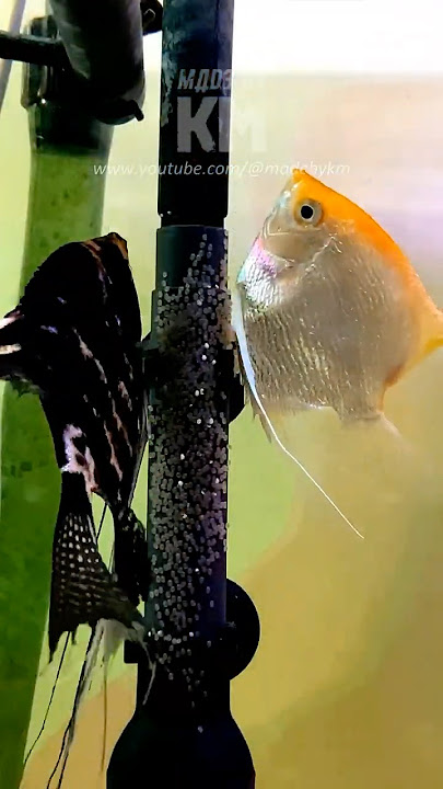 Journey of an Angelfish From Tiny Egg to Stunning Adult