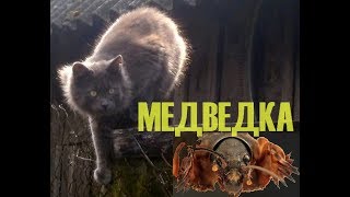 МИШКА СЛОВИЛ МЕДВЕДКУ