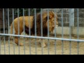バーバリライオンの咆哮　2016 0205