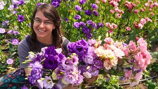 Will 3000 Lisianthus Be Enough?