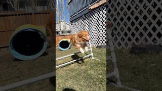 Your dog NEEDS this ! Daily FUN 🤪#agilitytraining #dogenrichment #agility #doglife #ducktoller