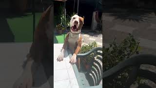 THE AMERICAN PIT BULL TERRIER : Attitude Power