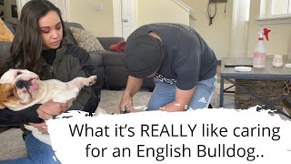 What it's REALLY like caring for an English Bulldog