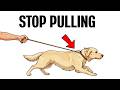 How to Stop Your Dog from Pulling on the Leash (Right Now!)
