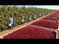 How American Cherry Farmers Hand Pick 80 Million Pounds in 10 Weeks | Cherry Harvesting &amp; Processing