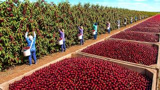How American Cherry Farmers Hand Pick 80 Million Pounds in 10 Weeks | Cherry Harvesting & Processing