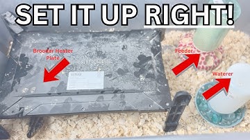 Coturnix Quail Brooder Setup — The Only Video You Need!