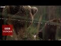 Врятовані ведмеді України