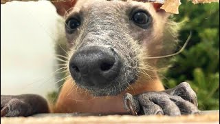 Do you know what kind of animal this is? (Spoiler: you do!) by Pawsome Tales 565 views 1 month ago 2 minutes, 32 seconds