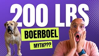 200 LBS Boerboels, Myth? ( How the Real Boerboel Should Look Like!)