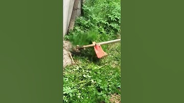 the skill of cutting grass quickly using a super sharp machine #shorts #farming #agriculture