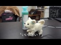 Japan’s Cute New Robot Pup Faints If It Catches a Whiff of Your Stanky Feet