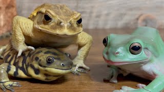 Frog & Toad & Salamander 2