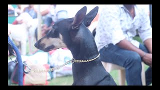 Kanni Breed | இந்தியாவின் பாரம்பரிய நாட்டு நாய்கள் வளர்ப்பு | Indian Dog Breed Lover