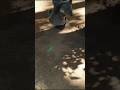 A Koala Just Ran Past Me 😱🐨 #shorts #viral