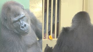 Granddaughter frustrated with grandma gorilla who gets special treatment / Shabani Group